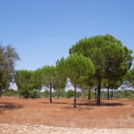 IMGP0748
