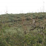 IMG_0801